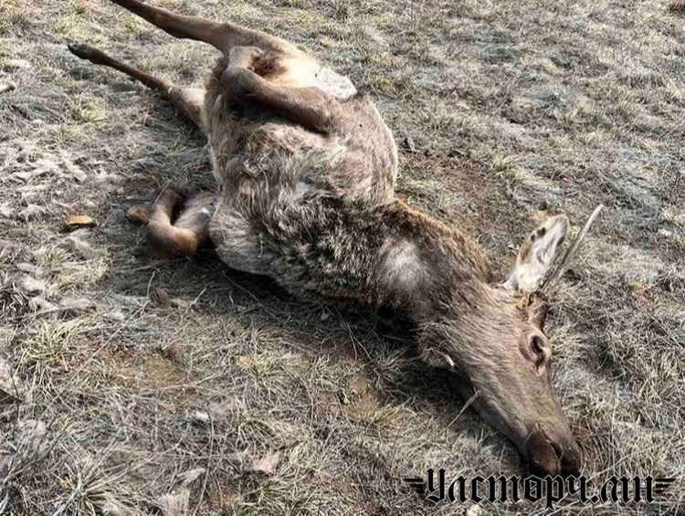 Ховор амьтны жагсаалтад багтсан халиун буга хууль бусаар агнажээ